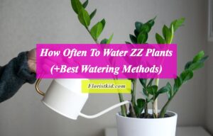 How Often To Water ZZ Plants (+Best Watering Methods)