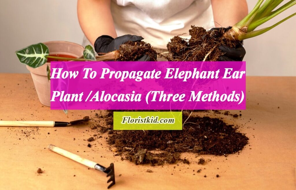 How to Propagate Elephant Ear Plant/Alocasia (Three Methods)