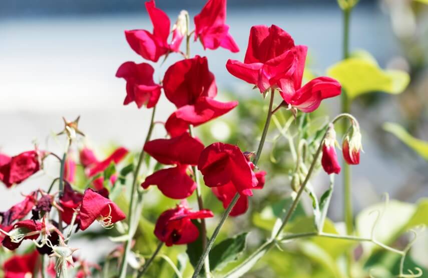 sweet peas are poisonous to chickens and horses
