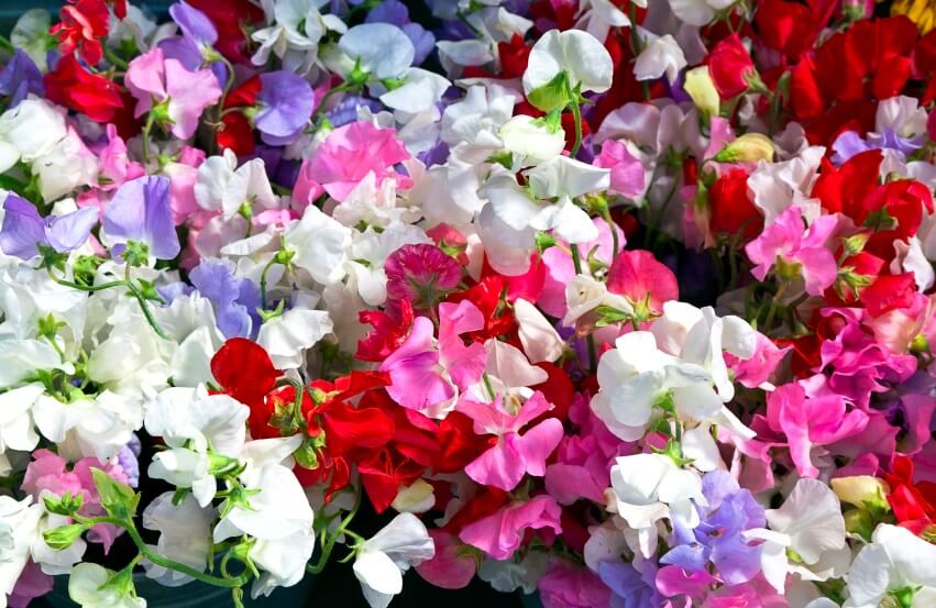 colorful sweet pea flowers