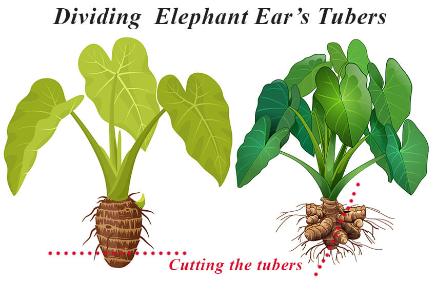 propagating alocsia plant- dividing elephant ear's tubers