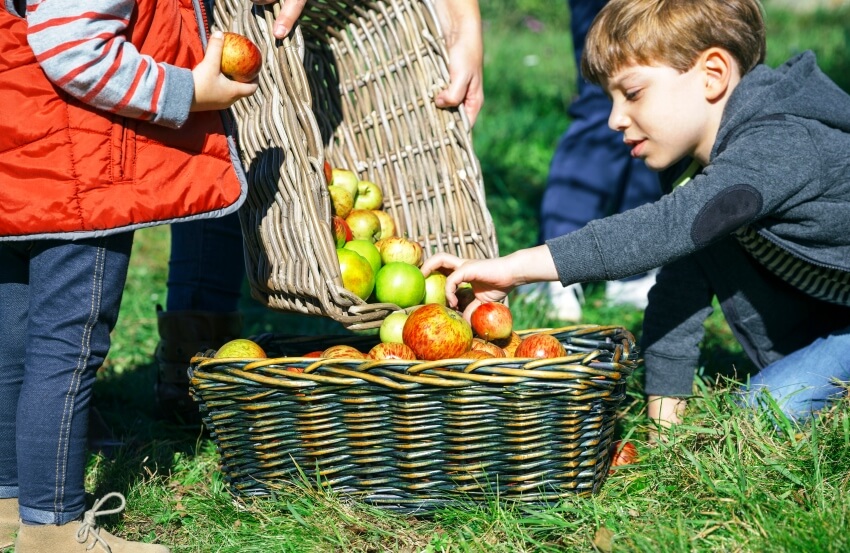 what is nature school: kid and fruits