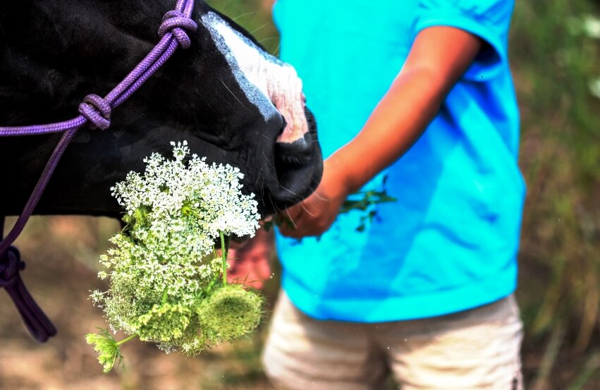 a kid is feeding a horse in nature school