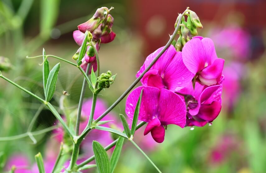 pink Lathyrus odoratus ( sweet pea flower)