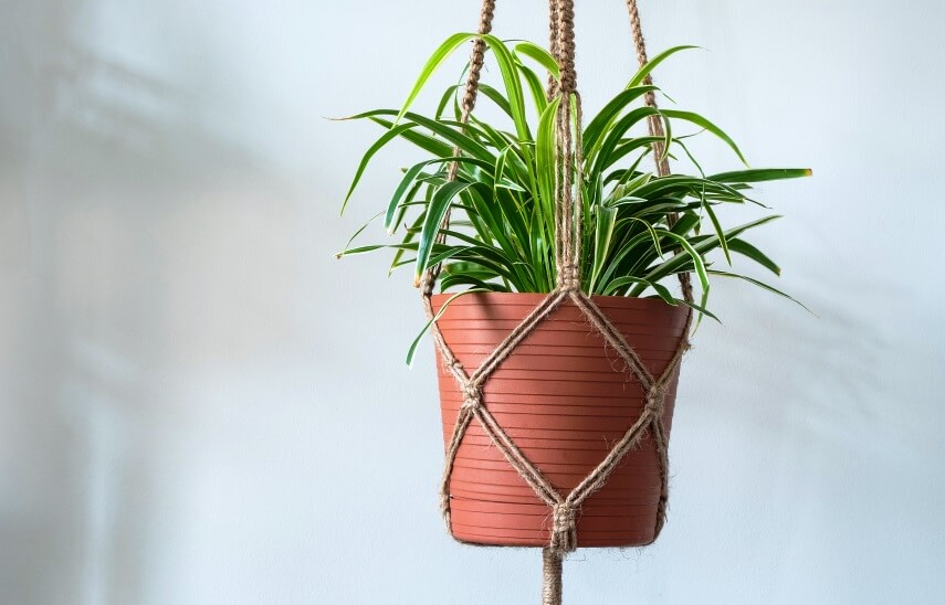 spider plant in a hanging basket