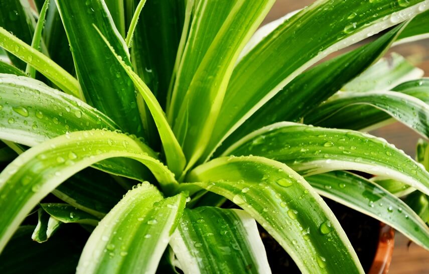 droplets on spider plant's leaves