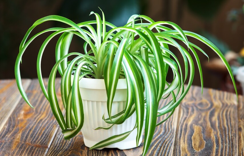 spider plant on wood