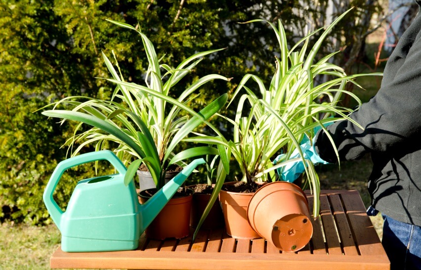 How Often To Water Spider Plants