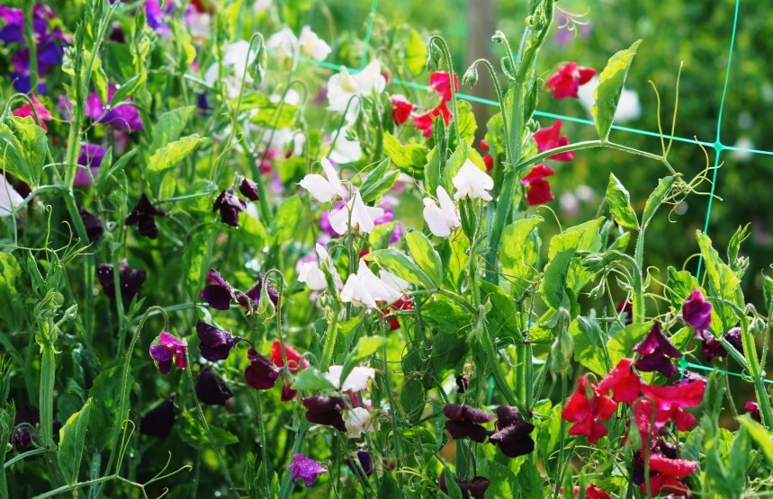 are sweet pea pods poisonous