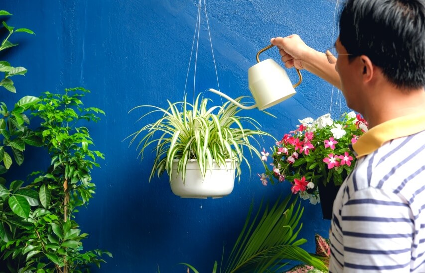 how to water spider plant