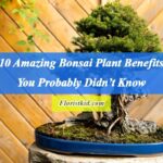 10 Amazing Bonsai Plant Benefits
