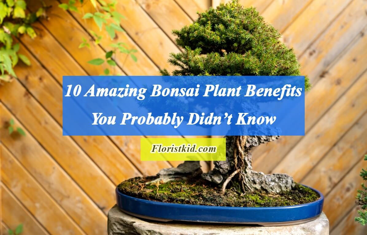 10 Amazing Bonsai Plant Benefits