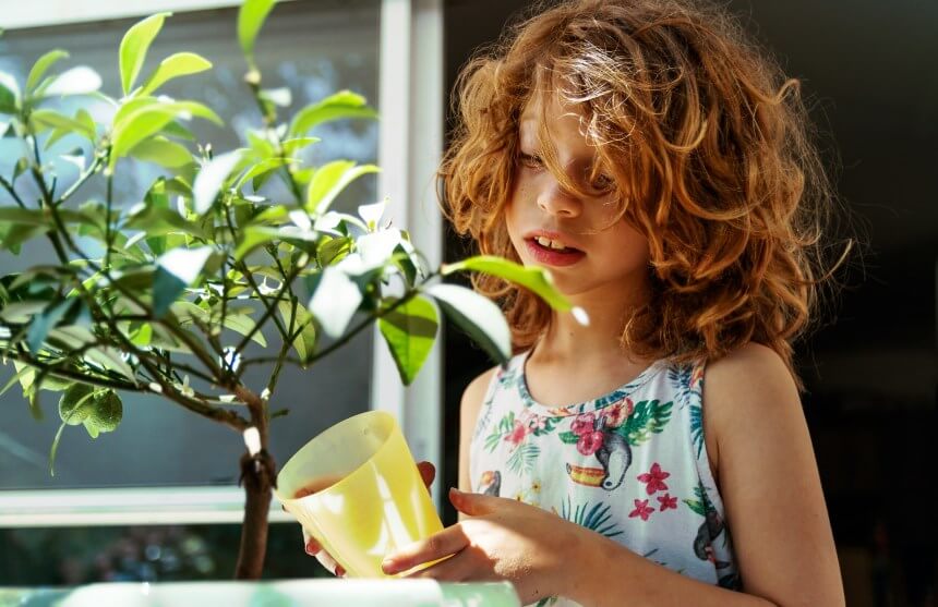 how to water a bonsai tree