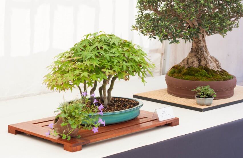how often to water a bonsai tree
