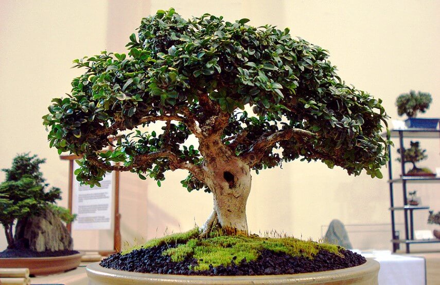 bonsai in the pot
