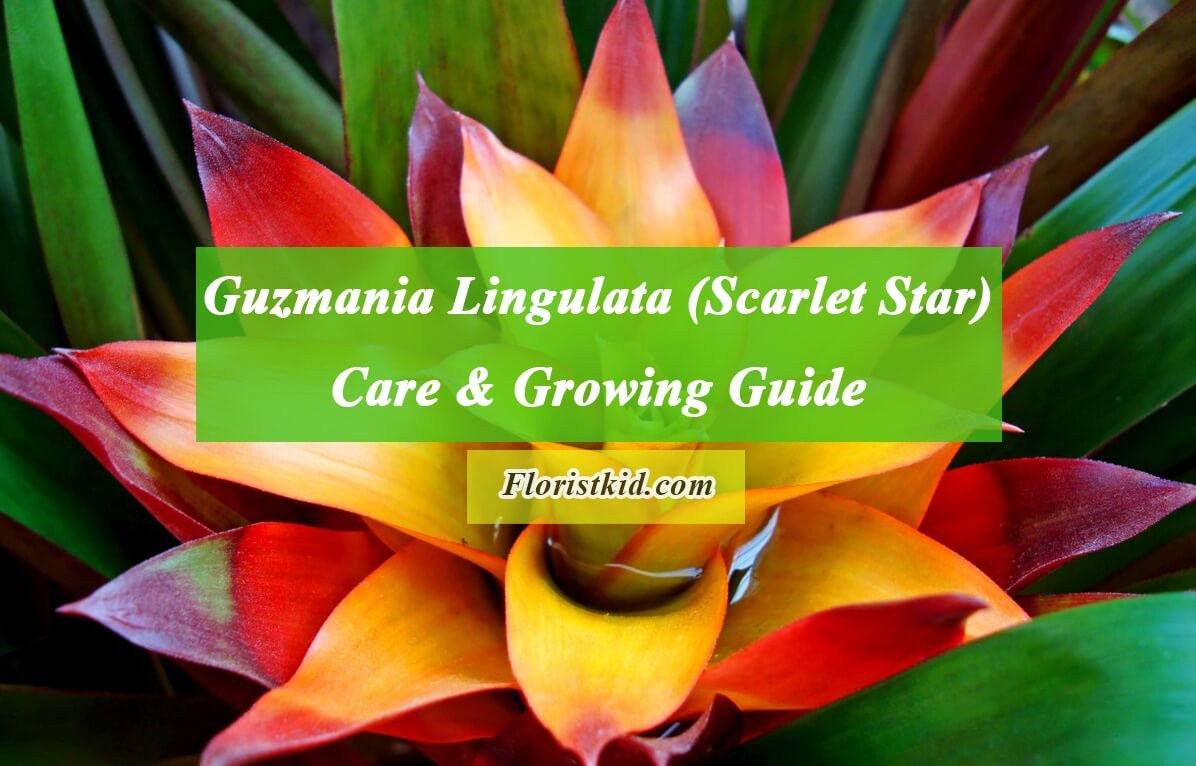 Guzmania Lingulata (Scarlet Star) Care & Growing Guide