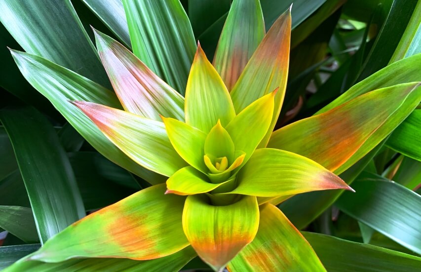 Guzmania Lingulata leaves