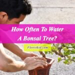 How Often To Water A Bonsai Tree