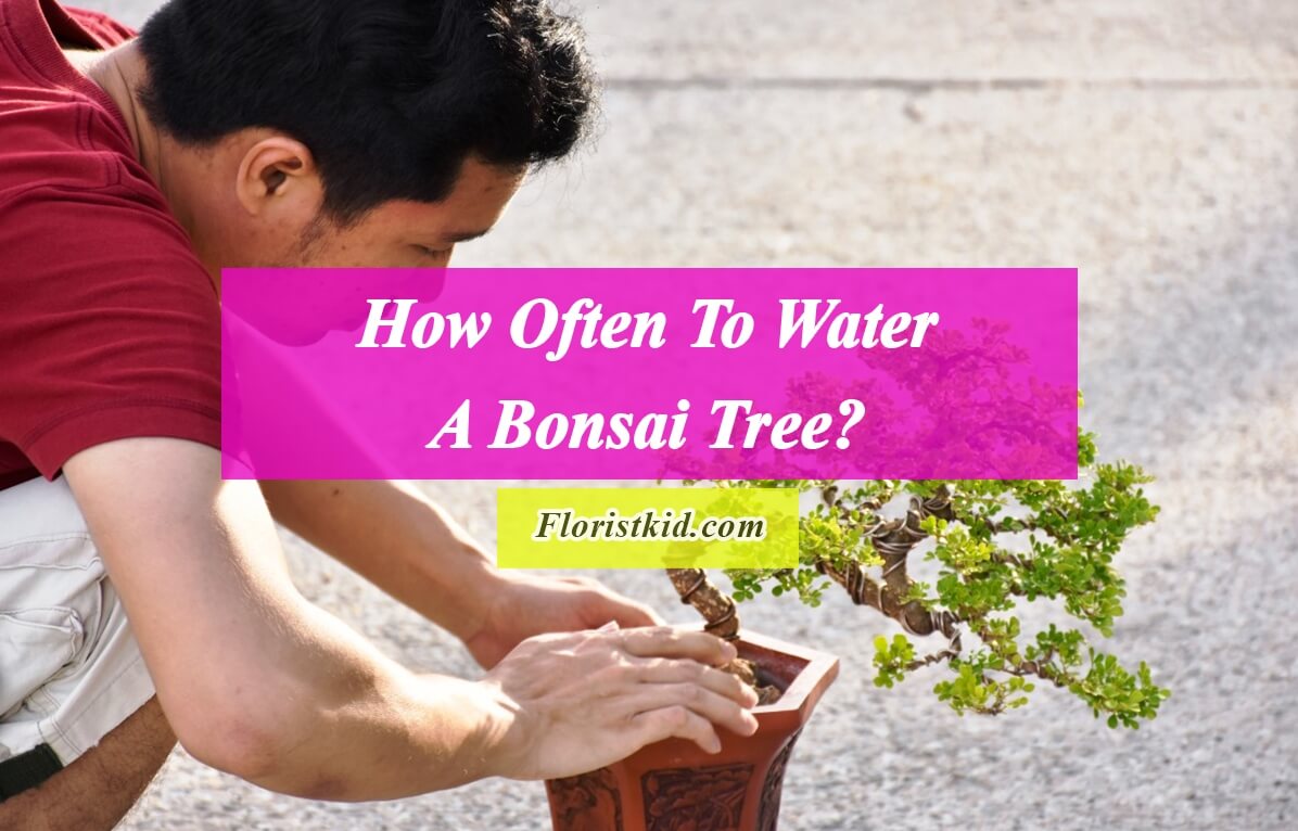 How Often To Water A Bonsai Tree