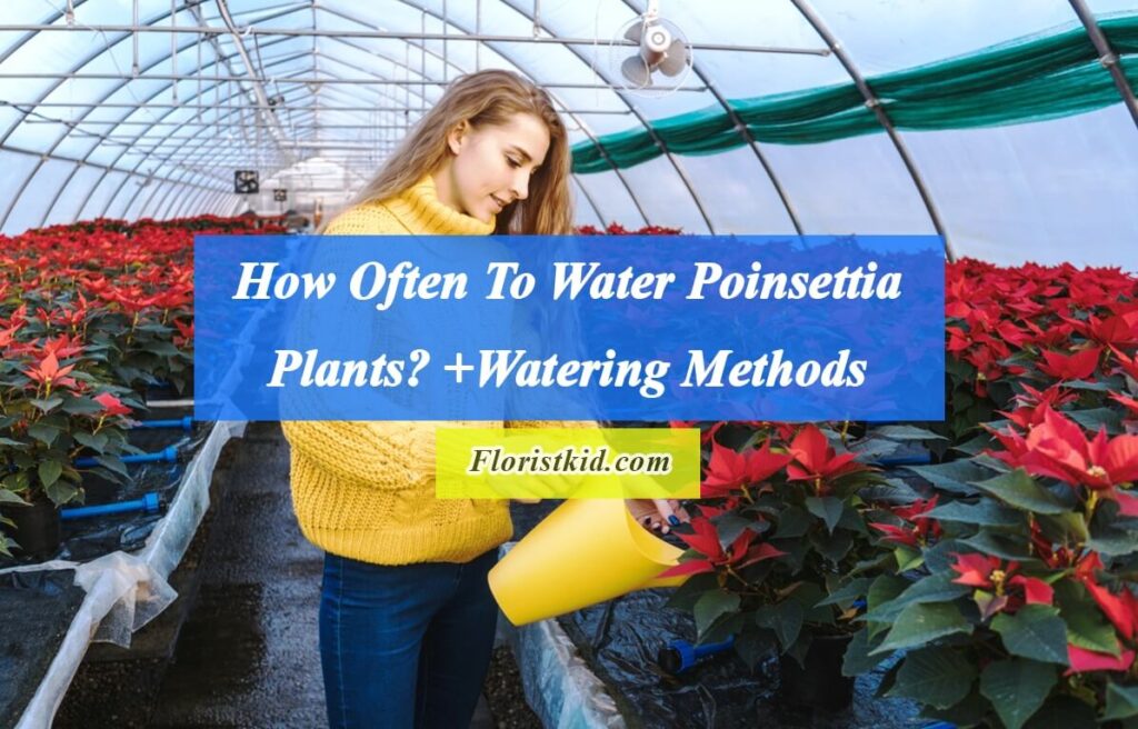 How Often To Water Poinsettia Plants +Watering Methods