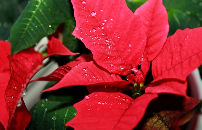 Poinsettia red bracts with water droplets