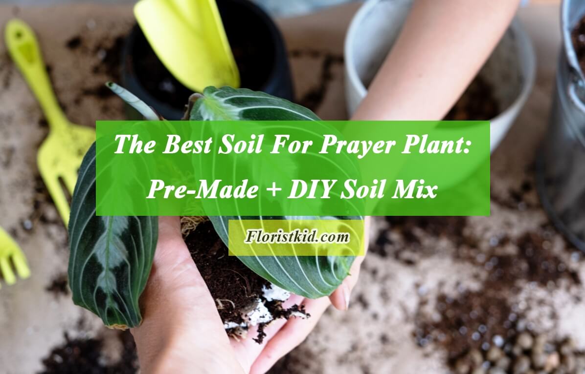 The Best Soil For Prayer Plant Pre-Made + DIY Soil Mix