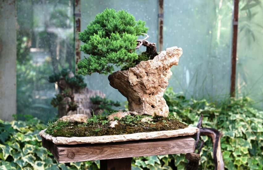 bonsai plant in the pot