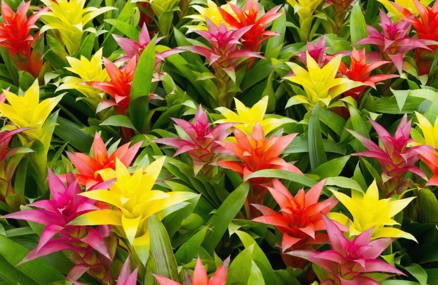 different colors of scarlet star flowers
