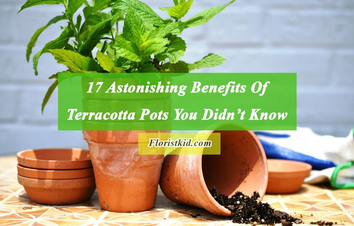 Astonishing Benefits of Terracotta Pots You Didn’t Know