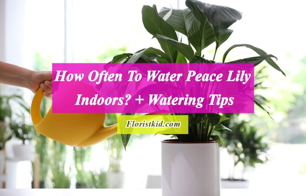 How Often To Water Peace Lily Indoors + Watering Tips