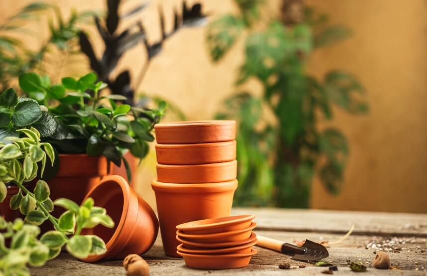 Terracotta Pots and saucers