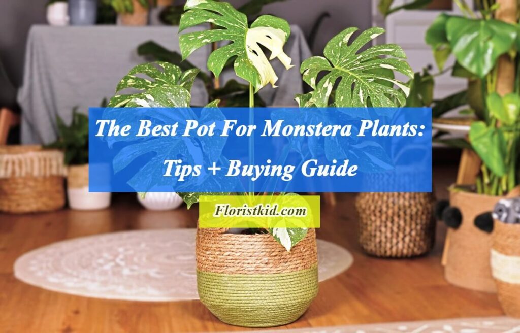 The Best Pot For Monstera Plants Tips + Buying Guide