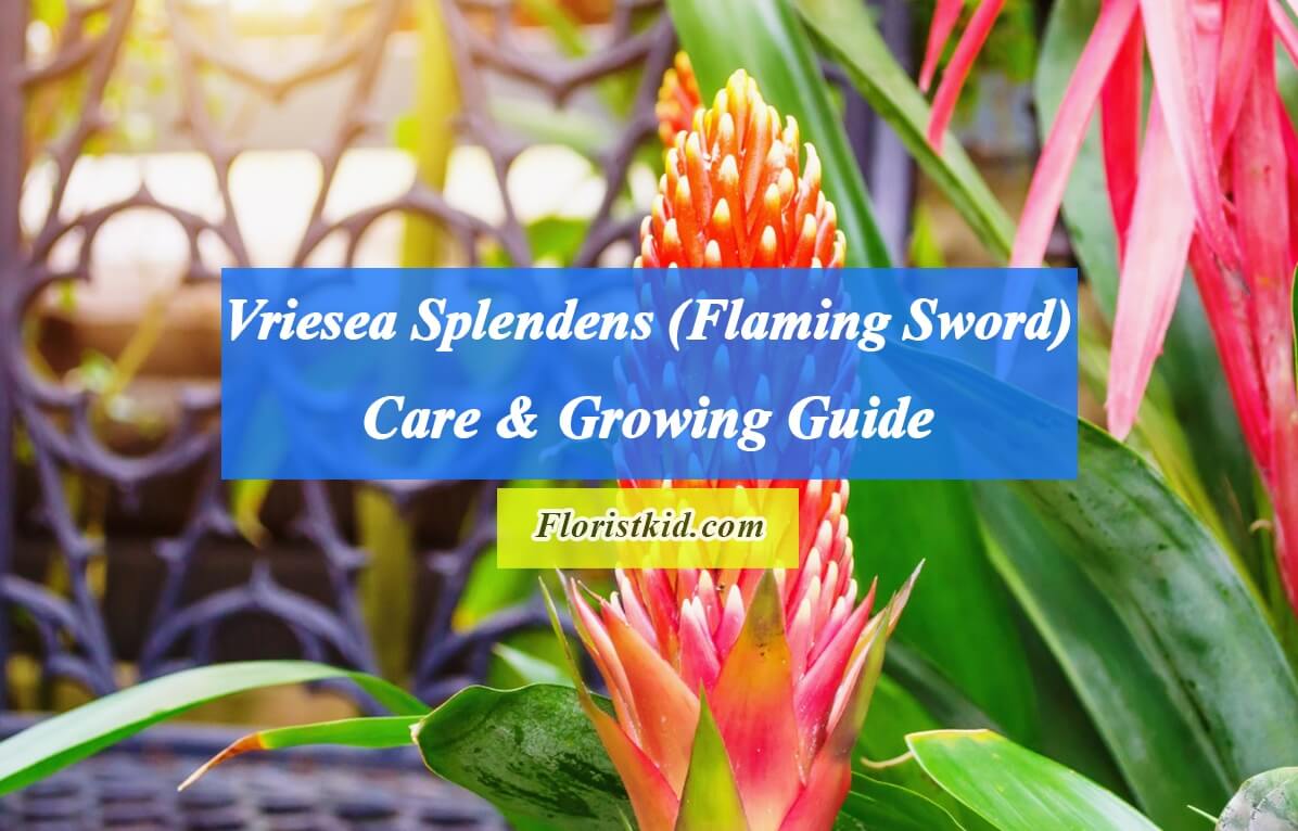 Vriesea Splendens (Flaming Sword) Care & Growing Guide copy