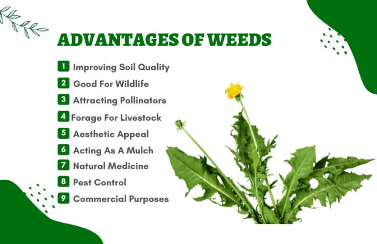 What Are Drawbacks And Benefits Of Weeds In The Garden 3375