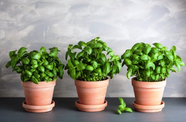 17 Astonishing Benefits of Terracotta Pots You Didn’t Know