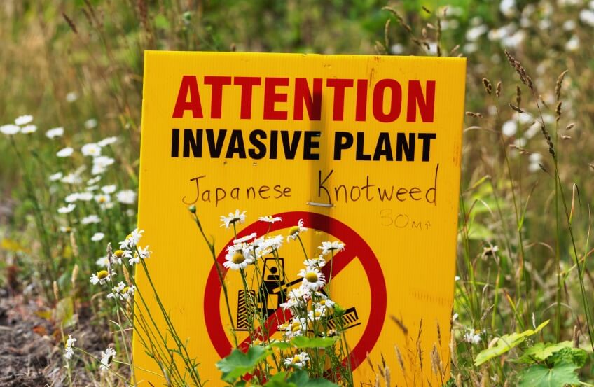 disadvantages of weeds
