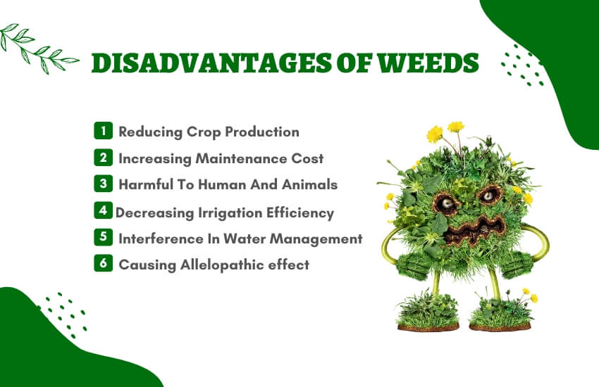 Disadvantages Of Weeds