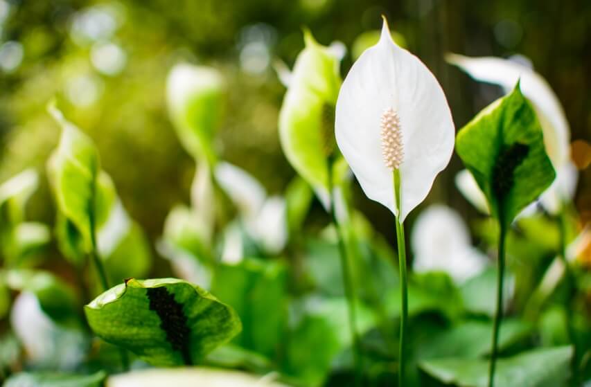 peace lily plant 