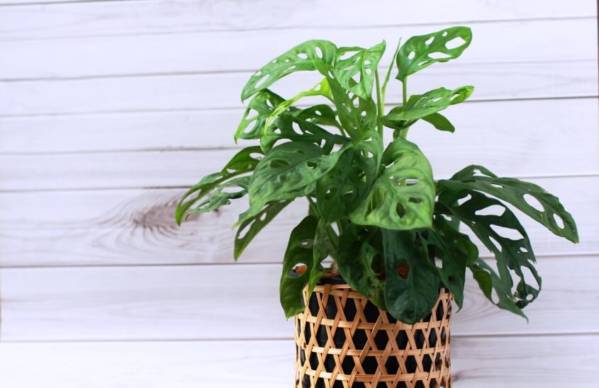 beautiful pot for monstera plant