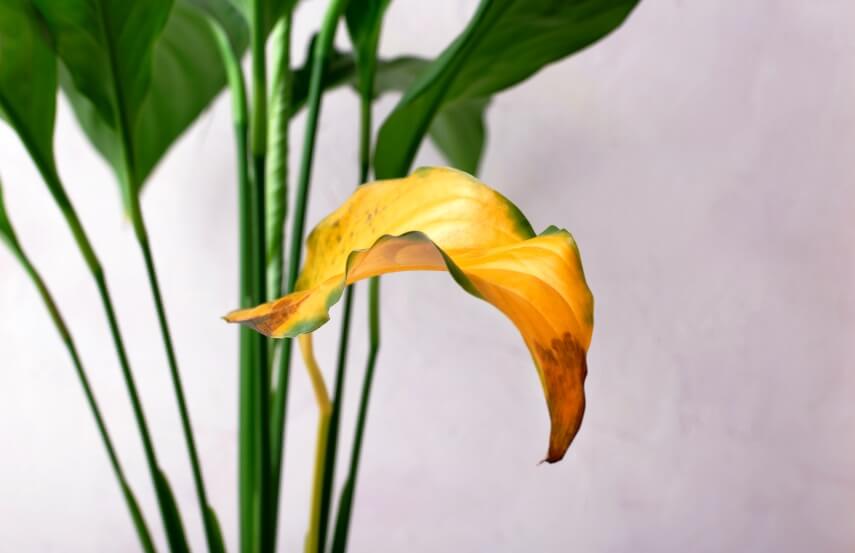 yellow leaf of peace lily