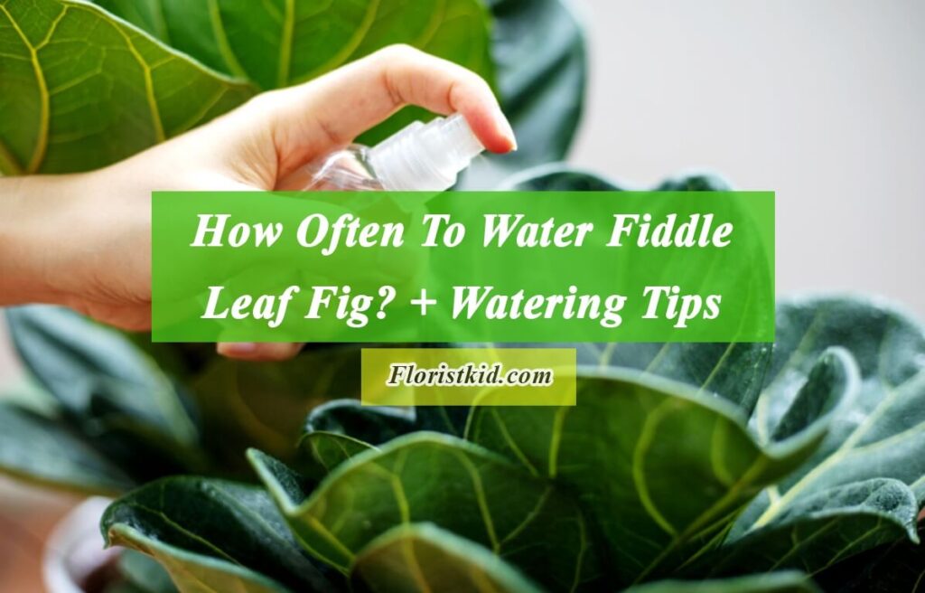 How Often To Water Fiddle Leaf Fig +watering tips