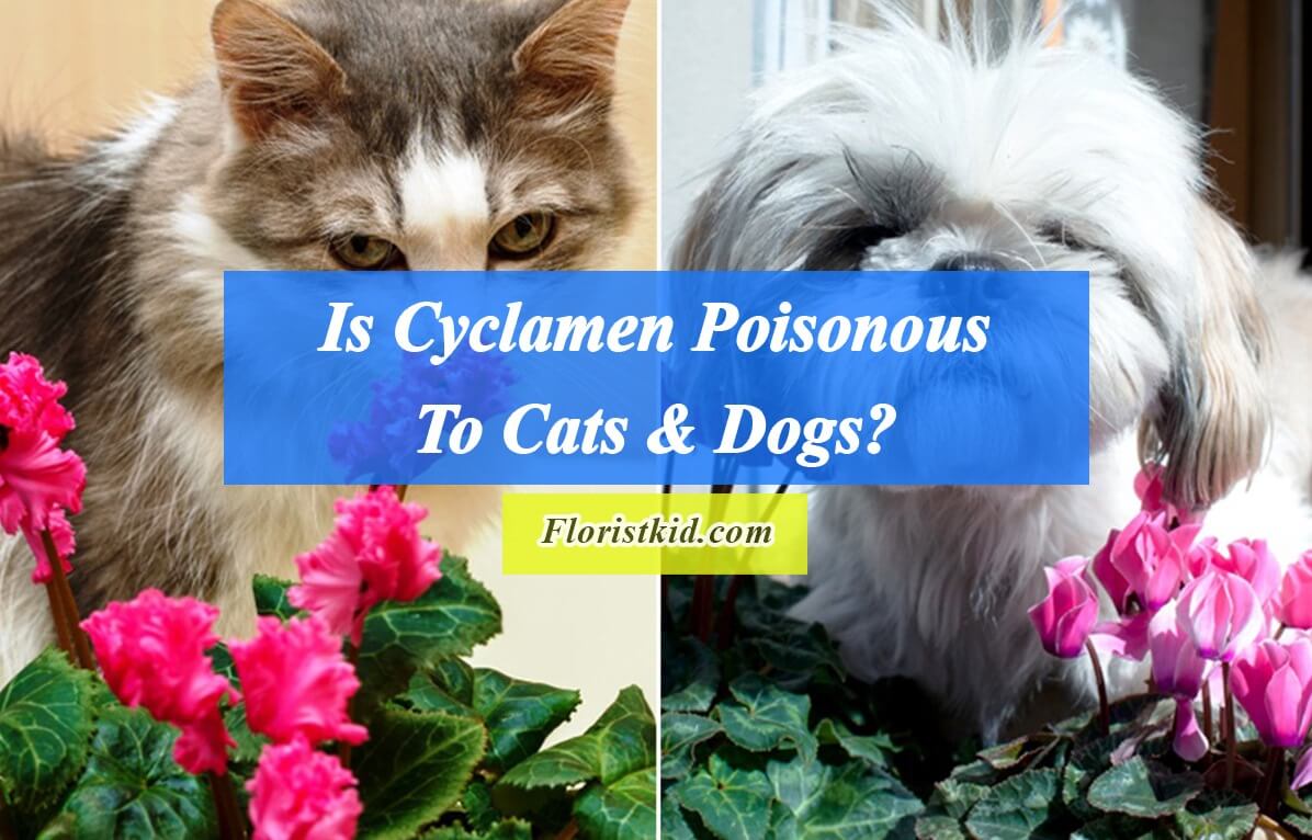 Is Cyclamen Poisonous To Cats And Dogs?
