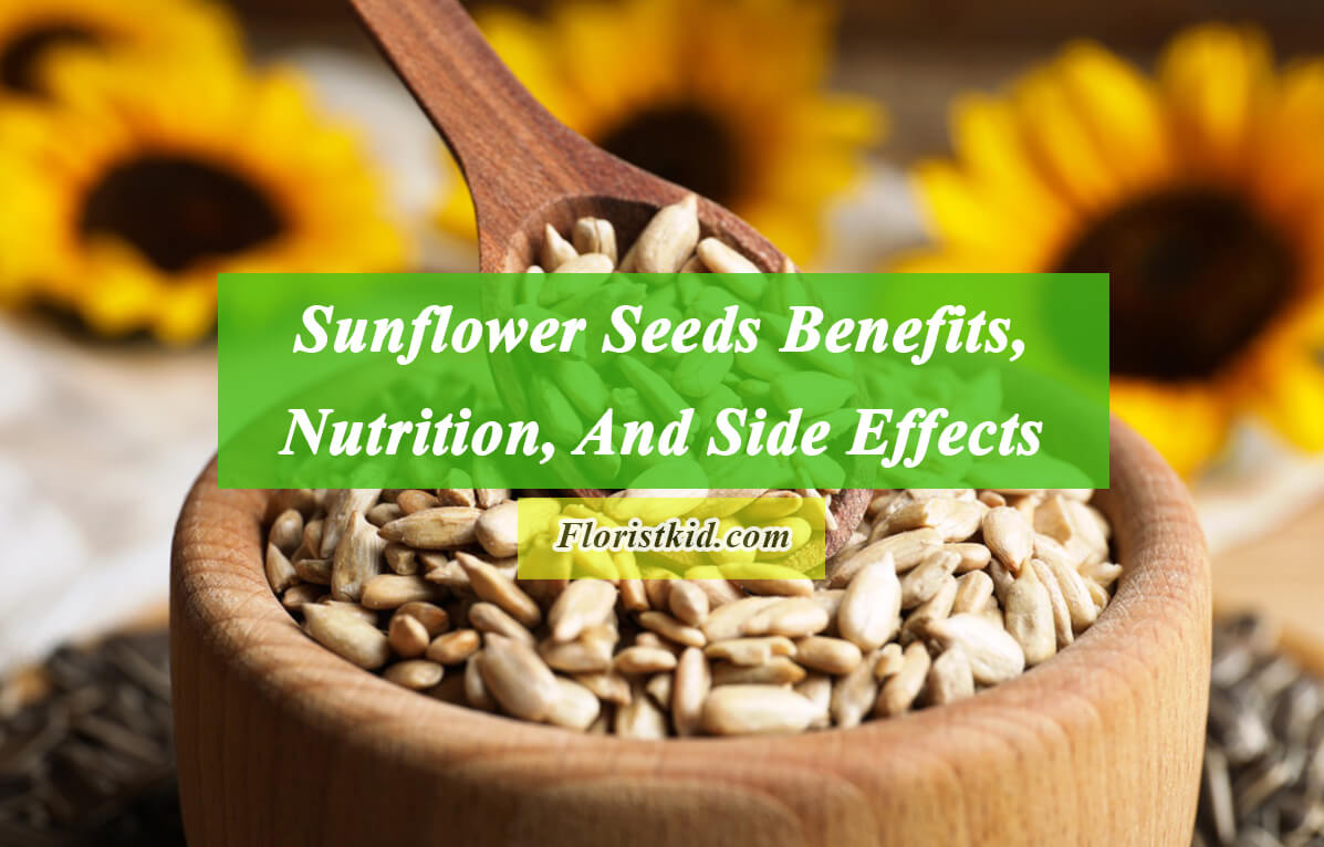 Sunflower Seeds Benefits, Nutrition, And Side Effects