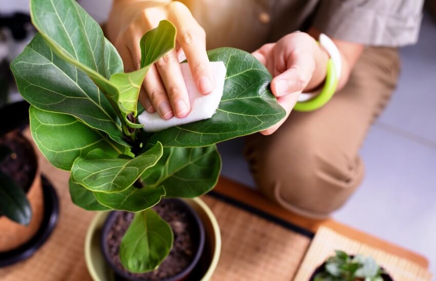 cleaning the leaves of Fiddle Leaf Fig
