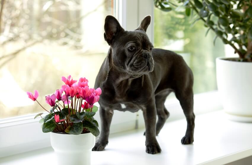 is cyclamen is toxic to dogs?