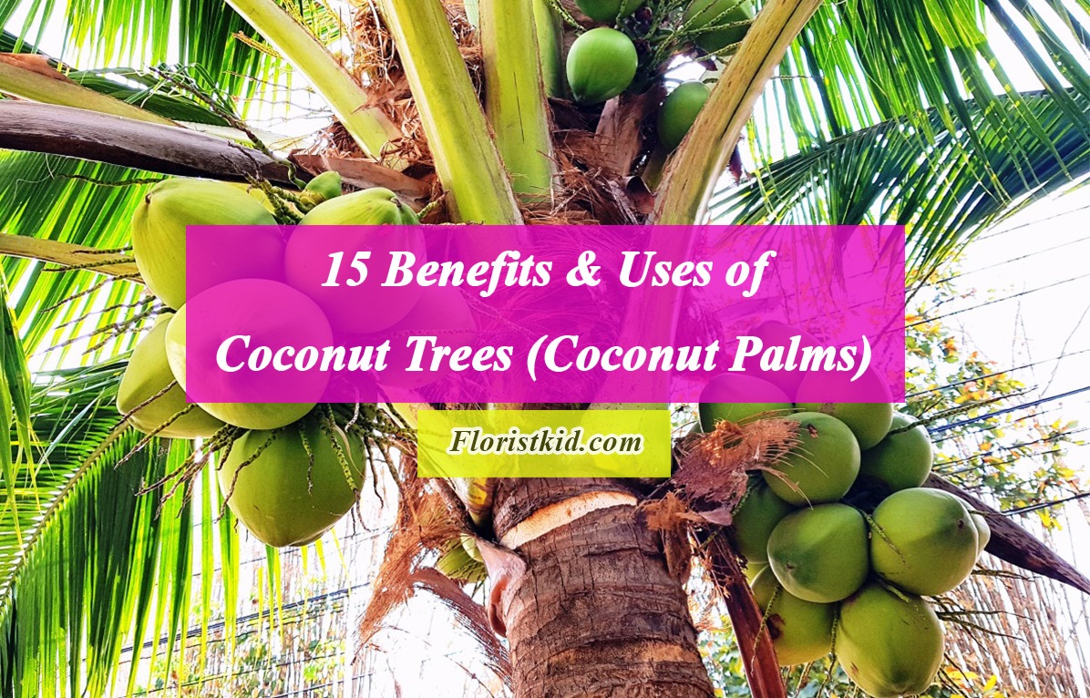 15 Benefits and Uses of Coconut Trees (Coconut Palms)