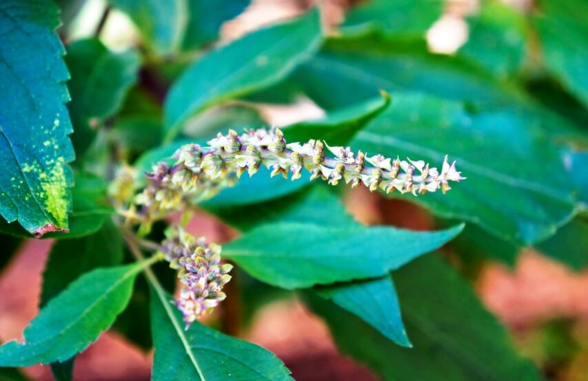 scent leaf flowers