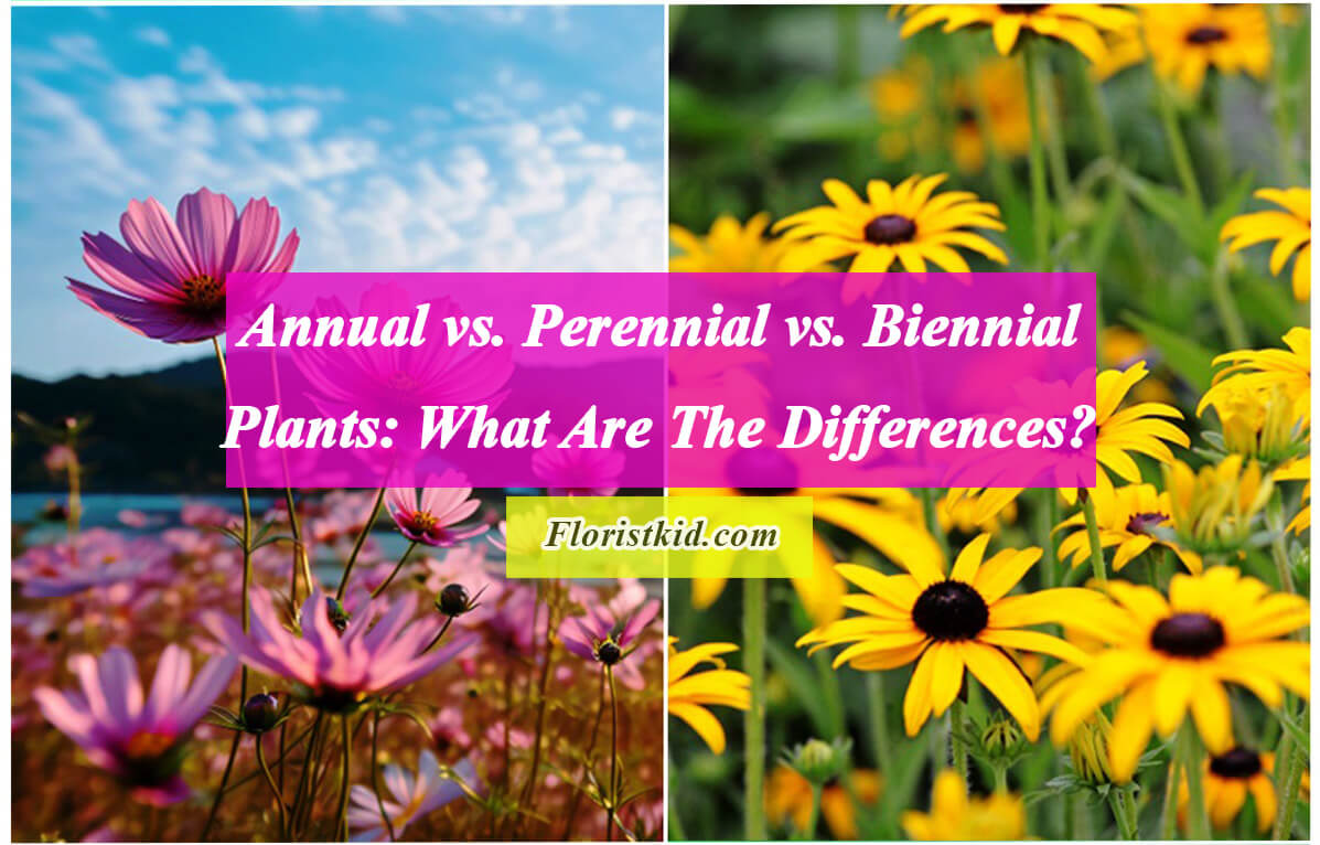 Annual vs. Perennial vs. Biennial Plants: What Are The Differences?