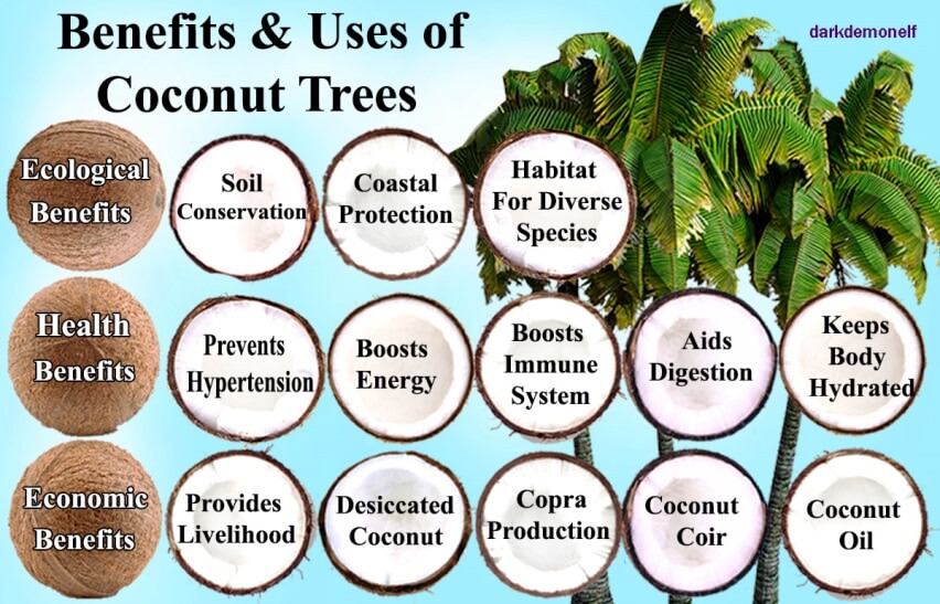 Benefits & Uses of Coconut Trees diagram