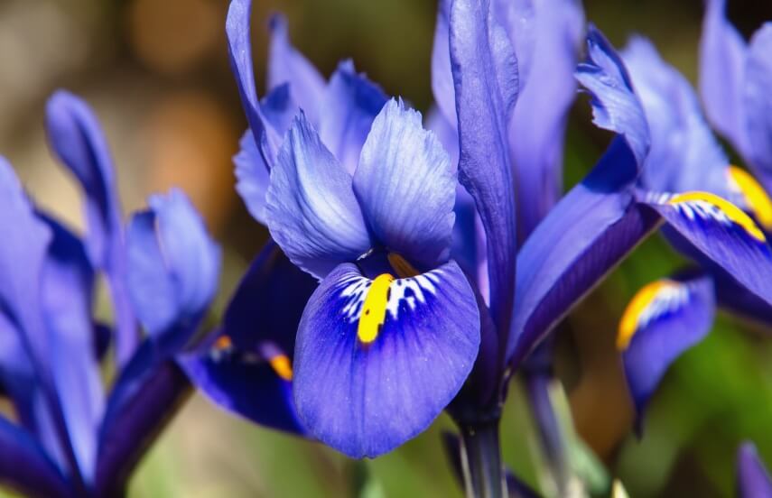 Dwarf Iris - perennial plant